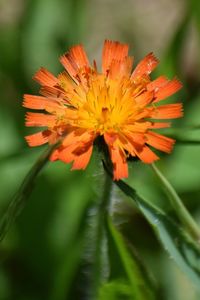 Close-up of orange flower blooming outdoors