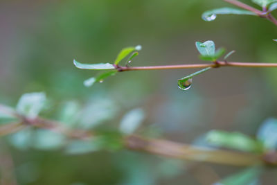 Close-up of water drops on plant leaves