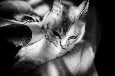 Cropped hand of person touching cat