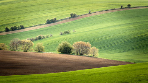 Lone trees and bushes standing in a wavy field in spring. clean environment and agriculture 