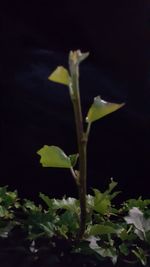 Close-up of leaves