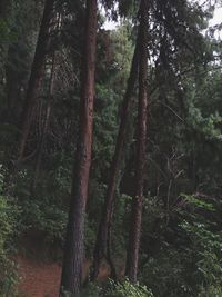 Trees in forest