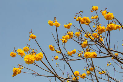 Low angle view of yellow flowering plant against sky