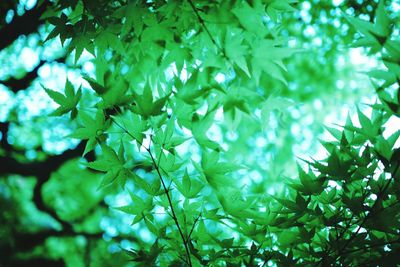 Low angle view of leaves on tree