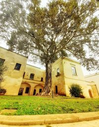 Low angle view of trees and building against sky