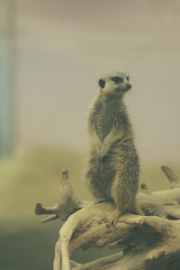 Meerkat looking away