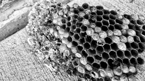 Close-up of beehive on wooden table