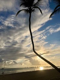 Silhouette palm tree by sea against sky at sunset