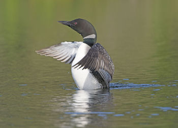 Bird flying over lake