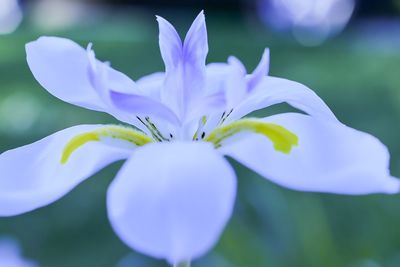 Close-up of purple flowers blooming outdoors