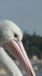 Close up of pelican  bird at the beach