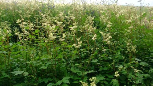 Plants growing on field