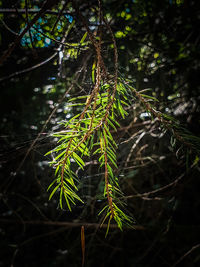 Close-up of plant growing in forest