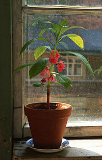 Close-up of potted plant