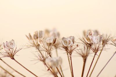 Close-up of flowering plant against sky