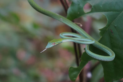 Close-up of water drop on plant