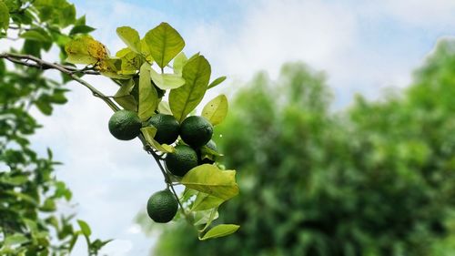 Low angle view of fruits growing on tree