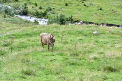 Cows in a field