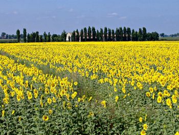 Close-up of sunflower field against sky