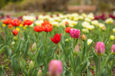 Close-up of red tulips in field