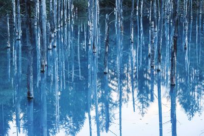 Full frame shot of frozen plants in forest