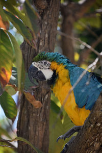 Beautiful marching blue and gold macaw parrot sitting up in a tree.