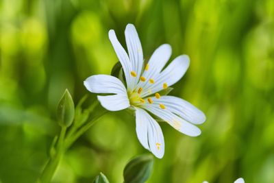 Close-up of white flowering plant