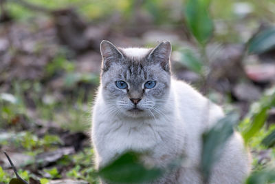 Close-up portrait of kitten