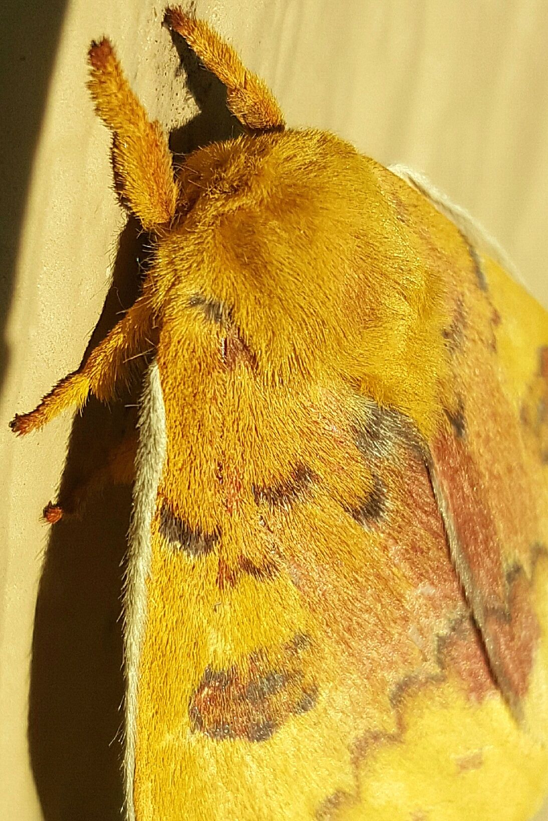 Texasmoth