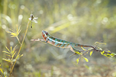 Chameleon on prey target