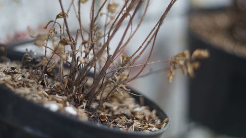 Close-up of plants