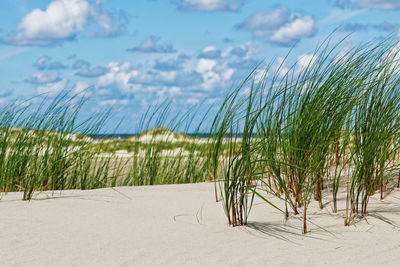 Plants growing on beach against sky