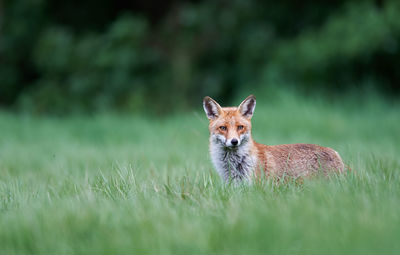 Portrait of red fox standing on grassy field