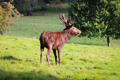 Deer standing in a field