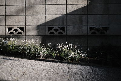 Close-up of plants against brick wall