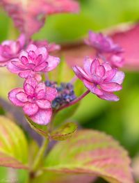 Close-up of pink flowers blooming outdoors