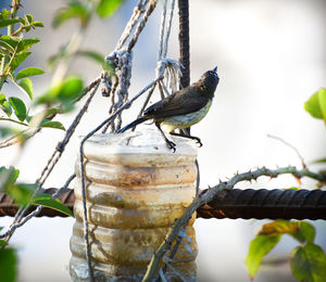 Close-up of bird perching on tree