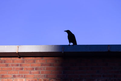 Low angle view of raven perching on wall against clear blue sky