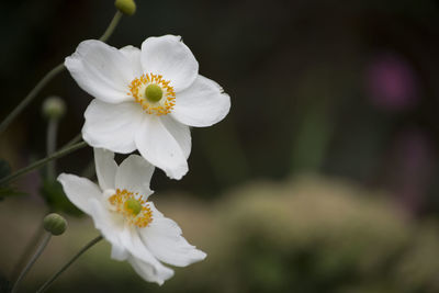 Close-up of fresh white flowers