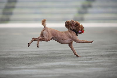 Close-up of dogs playing with dog