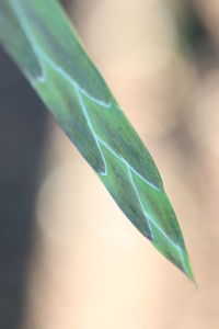Close-up of green leaves
