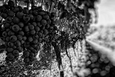 Close-up of grapes