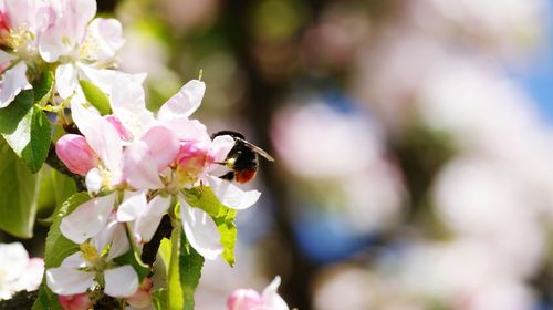 Close-up of insect on pink flowers