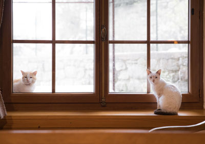 Portrait of cats sitting by window