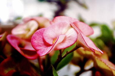 Close-up of pink flower blooming outdoors