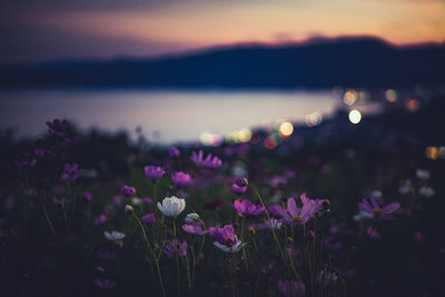 Close-up of pink flowering plants during sunset