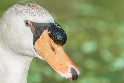 Close up of a mute swan on a sunny day at the lake in summer time