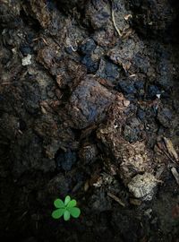 Close-up of tree trunk in forest