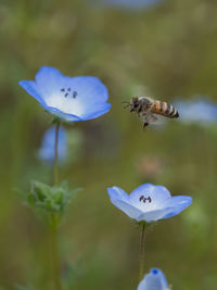 Close-up of bee pollinating on flower