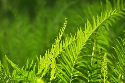 Close-up of fern leaves